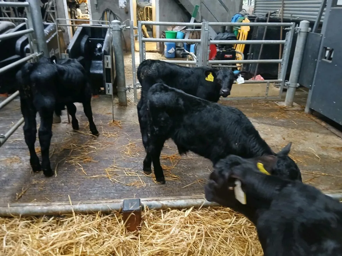 Full symbol Organic Angus calves - Image 3