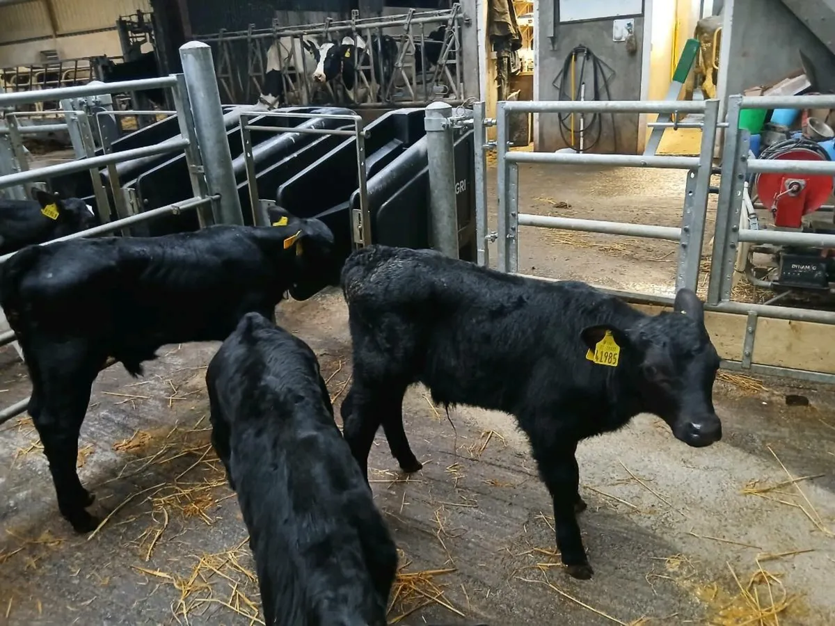 Full symbol Organic Angus calves - Image 4