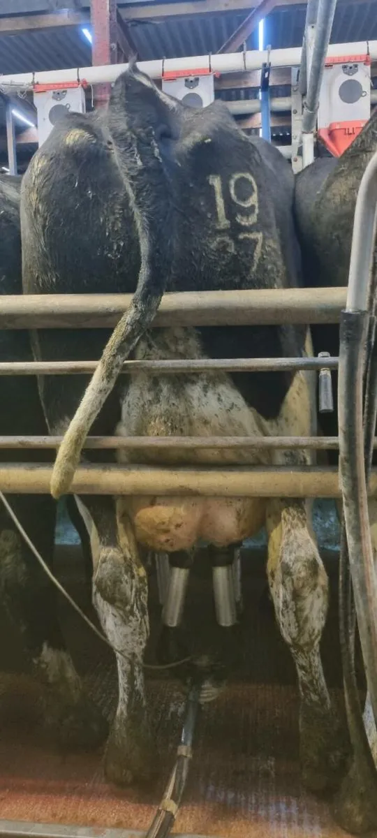 Milking Cows In- calf - Image 2