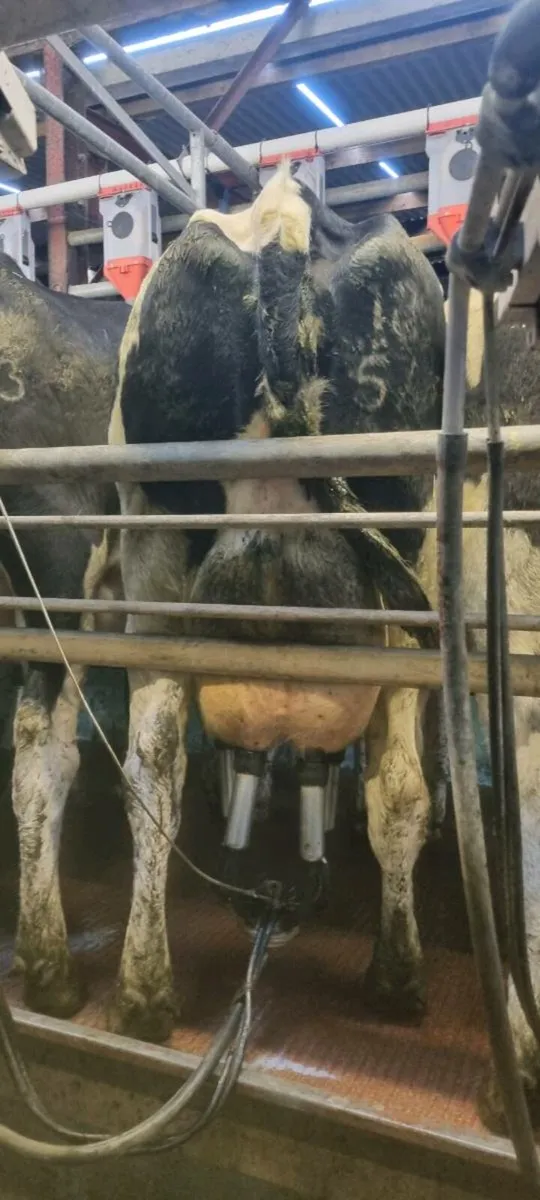 Milking Cows In- calf - Image 3