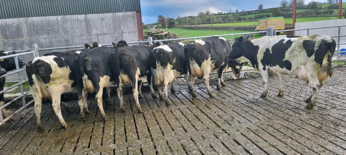 Milking Cows In- calf - Image 1