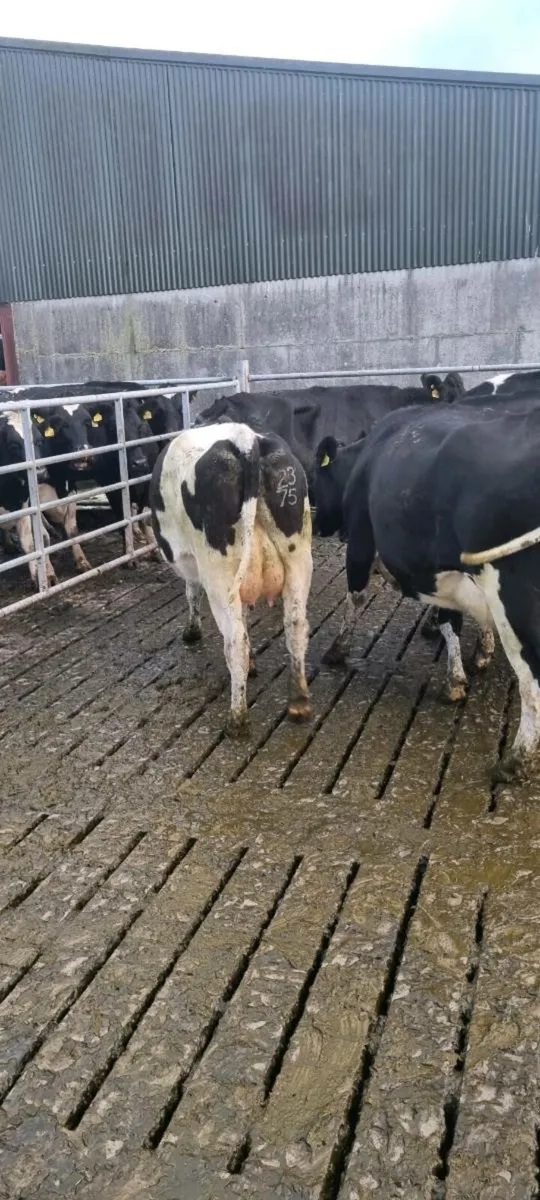 Milking Cows In- calf - Image 4