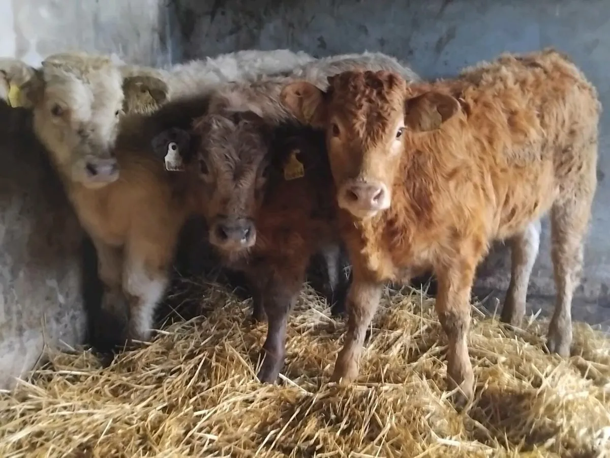 3 Continental Weanling Bulls - Image 1