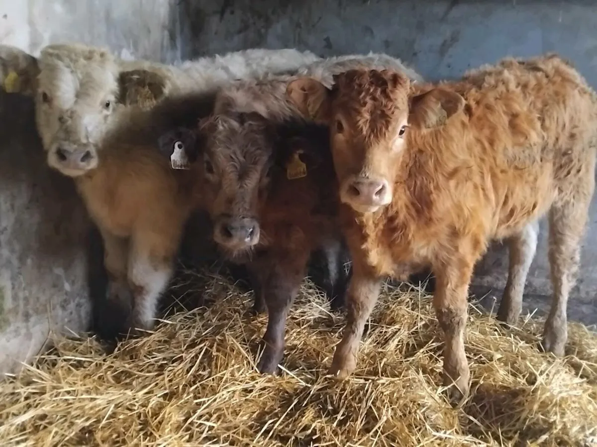 3 Continental Weanling Bulls - Image 2