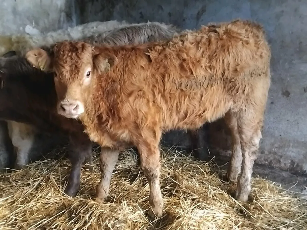 3 Continental Weanling Bulls - Image 3