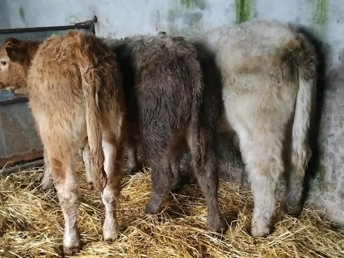 3 Continental Weanling Bulls - Image 4