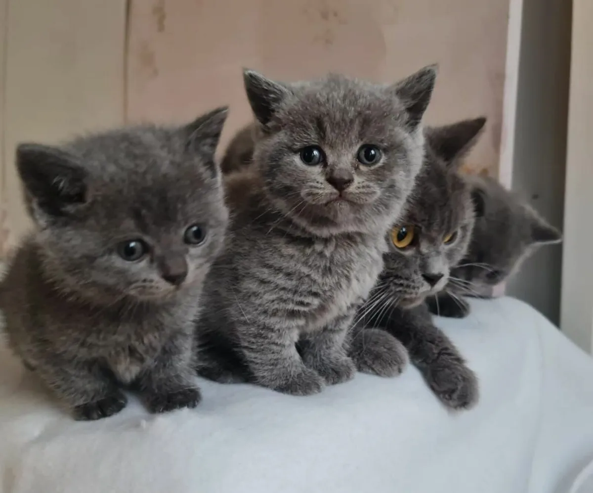 British shorthair kittens - Image 3