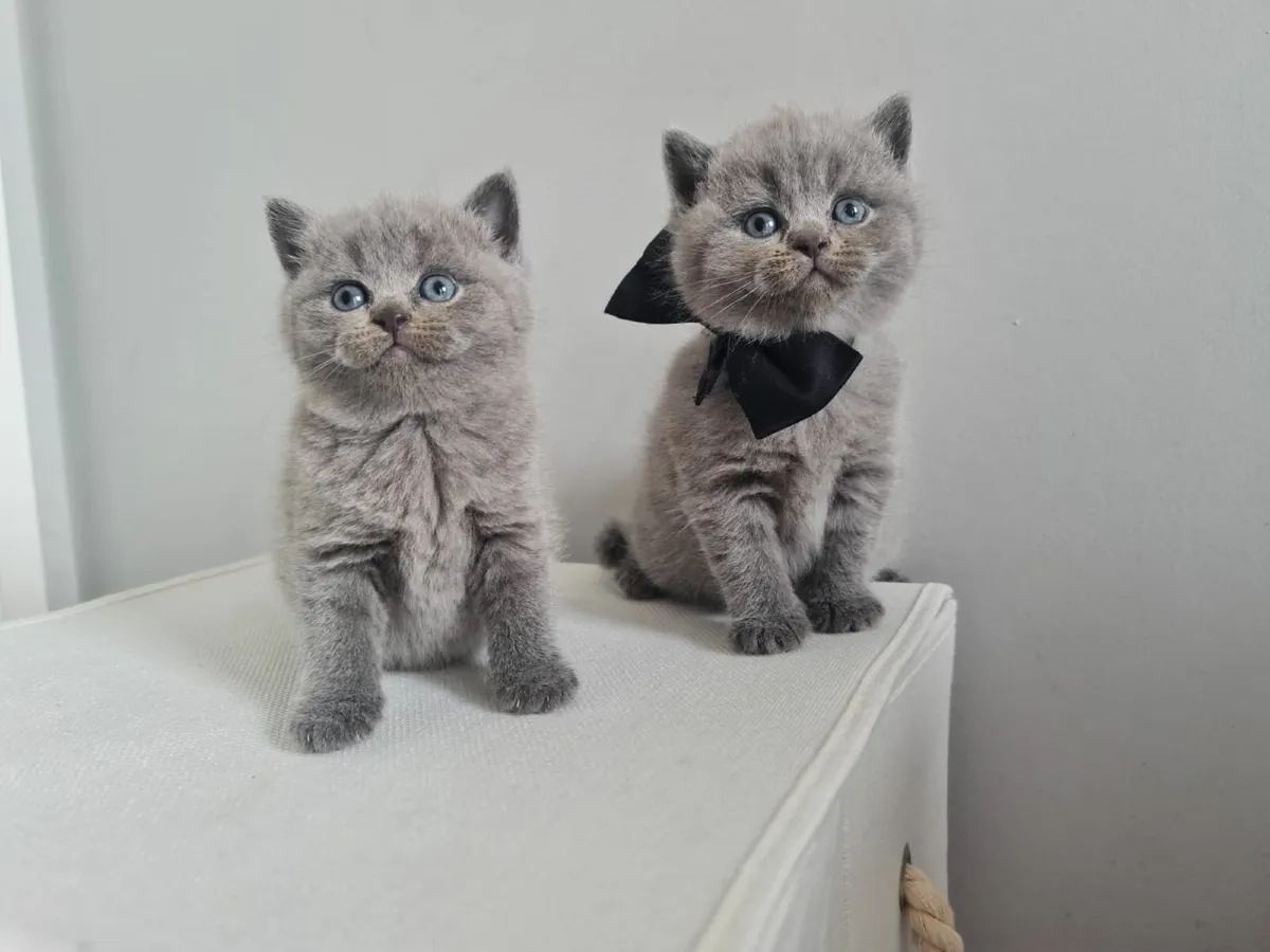 British shorthair kittens - Image 2