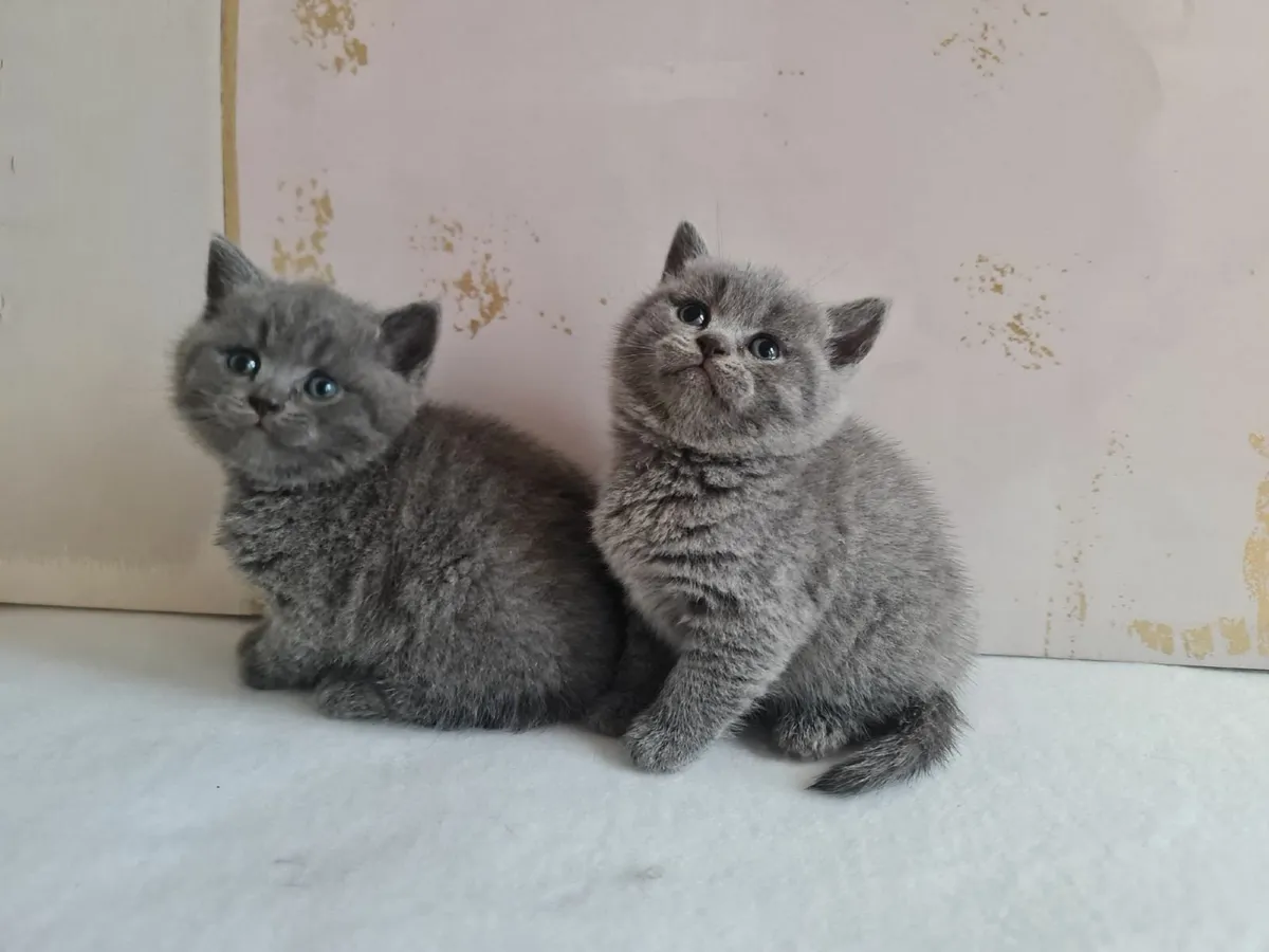 British shorthair kittens - Image 4