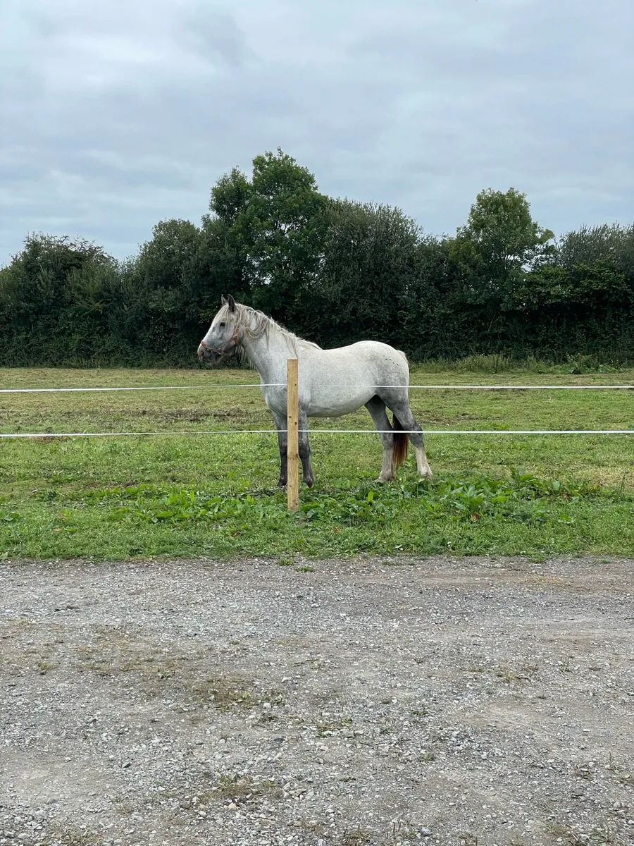 ID x Cob Filly - Image 2