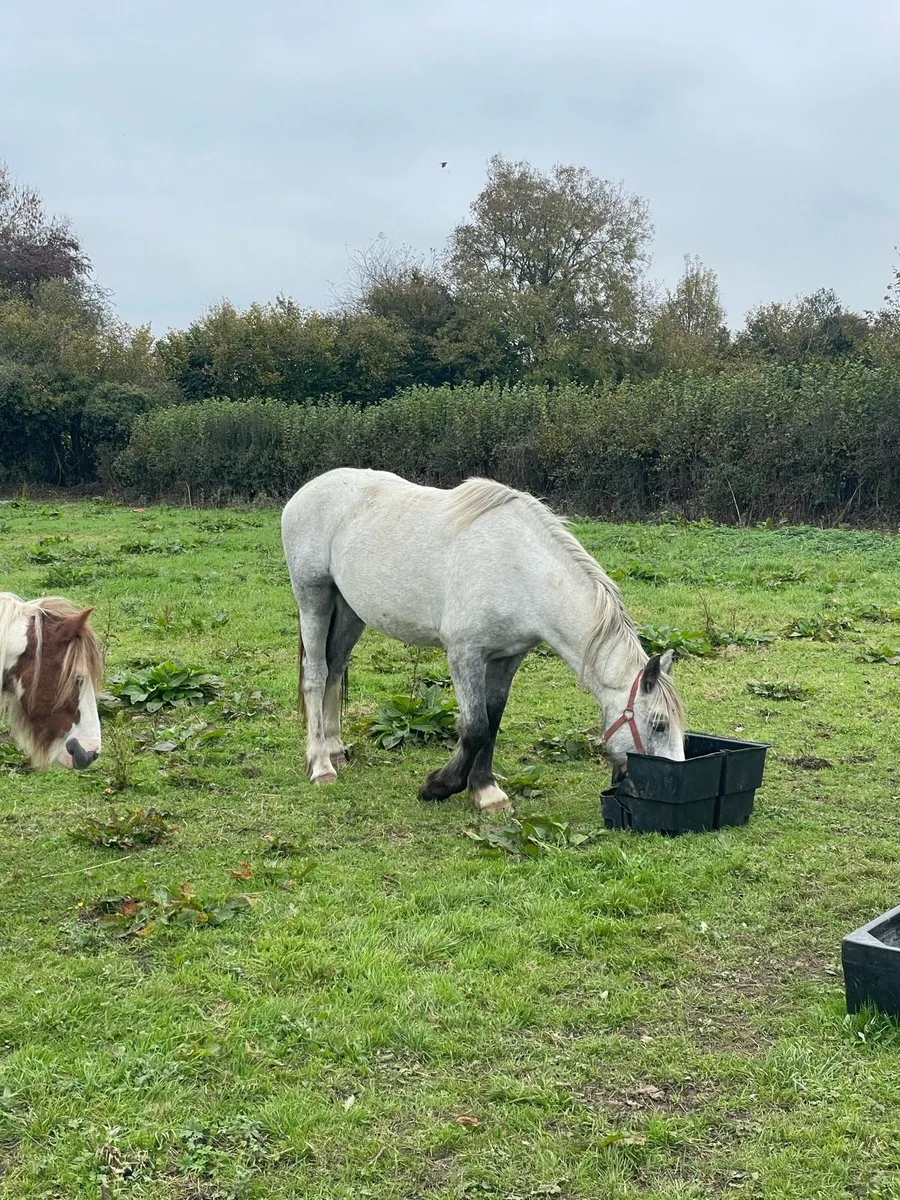 ID x Cob Filly - Image 3