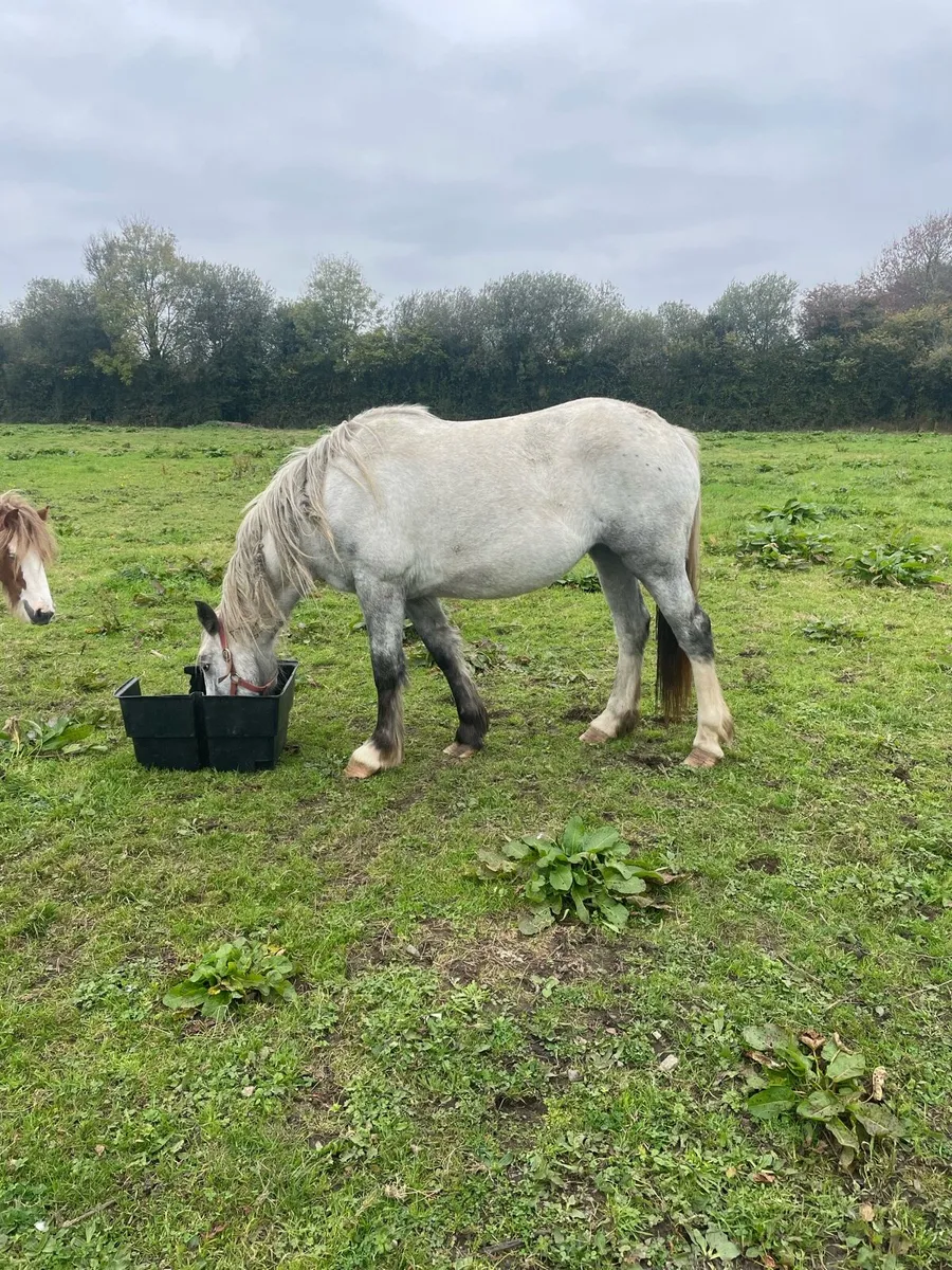 ID x Cob Filly - Image 4