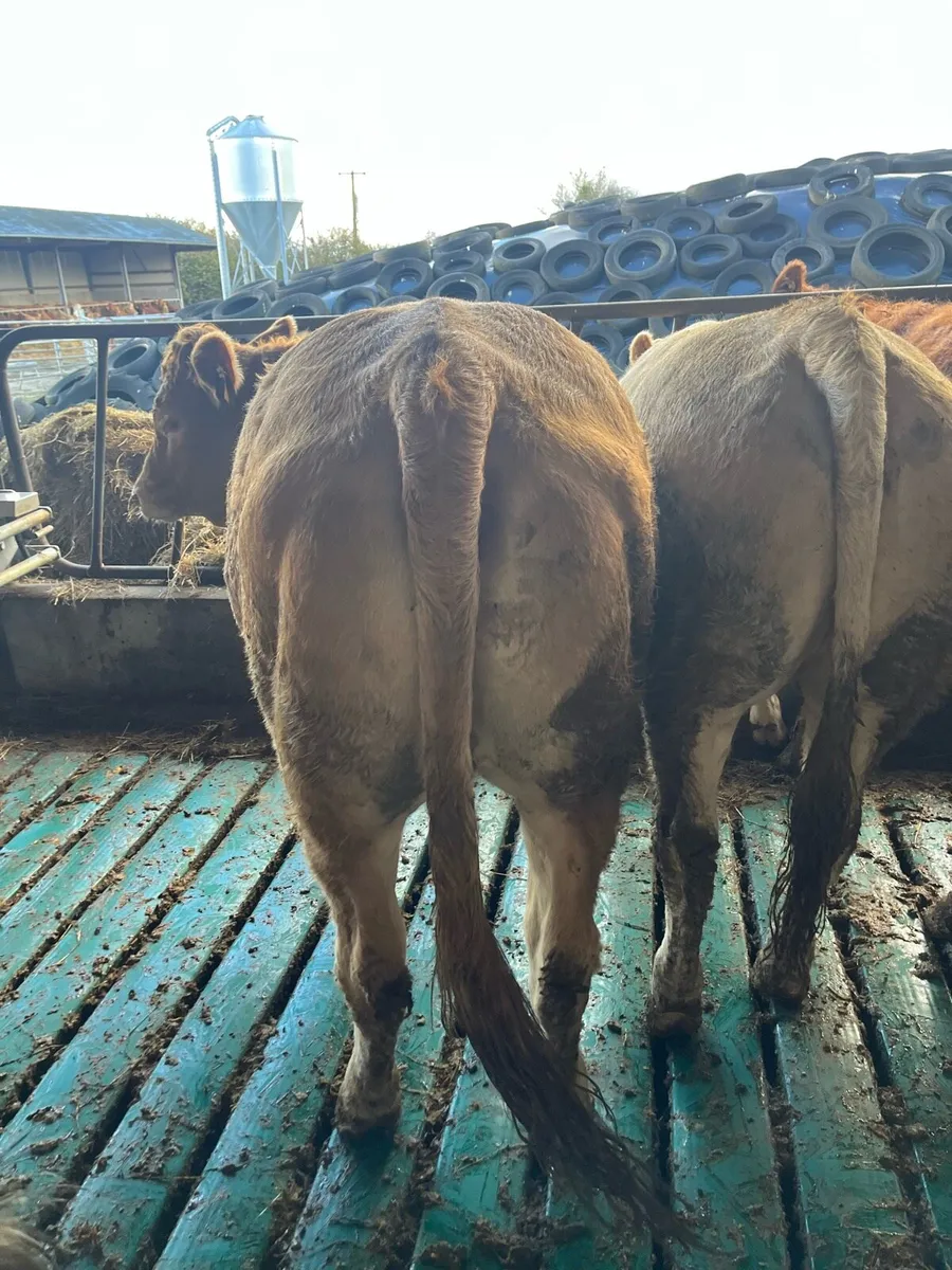 2 five star genotyped breeding heifers - Image 1