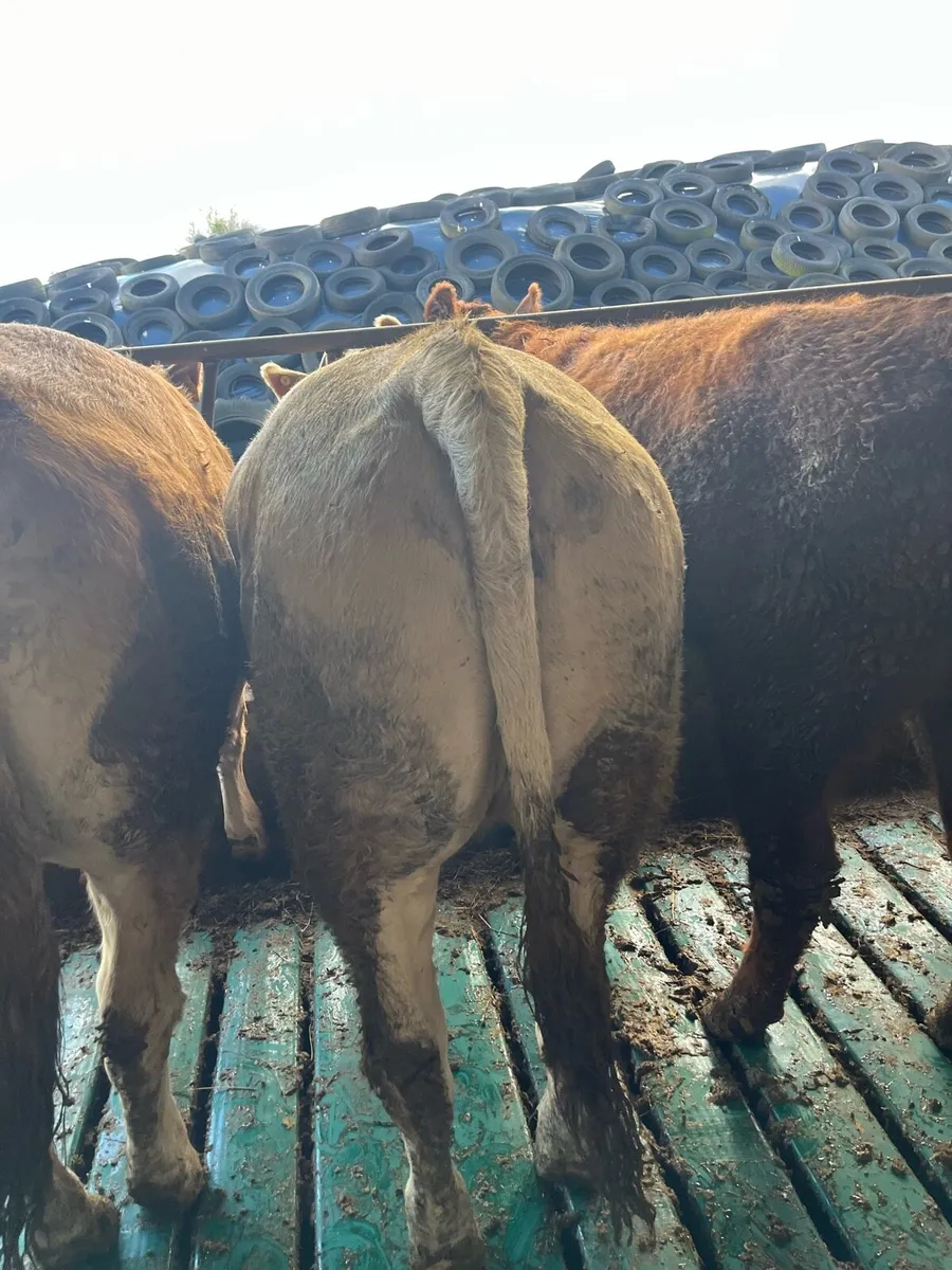 2 five star genotyped breeding heifers - Image 2