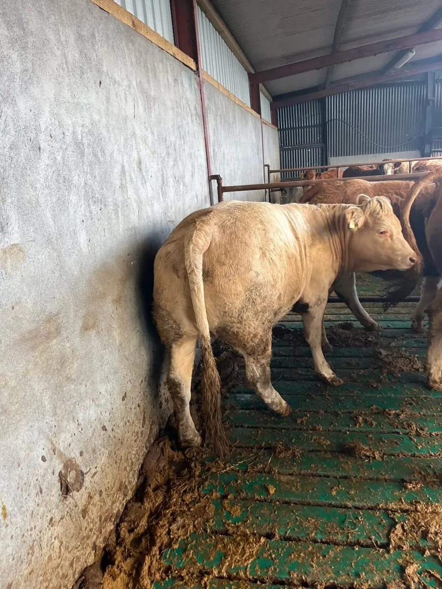 2 five star genotyped breeding heifers - Image 3