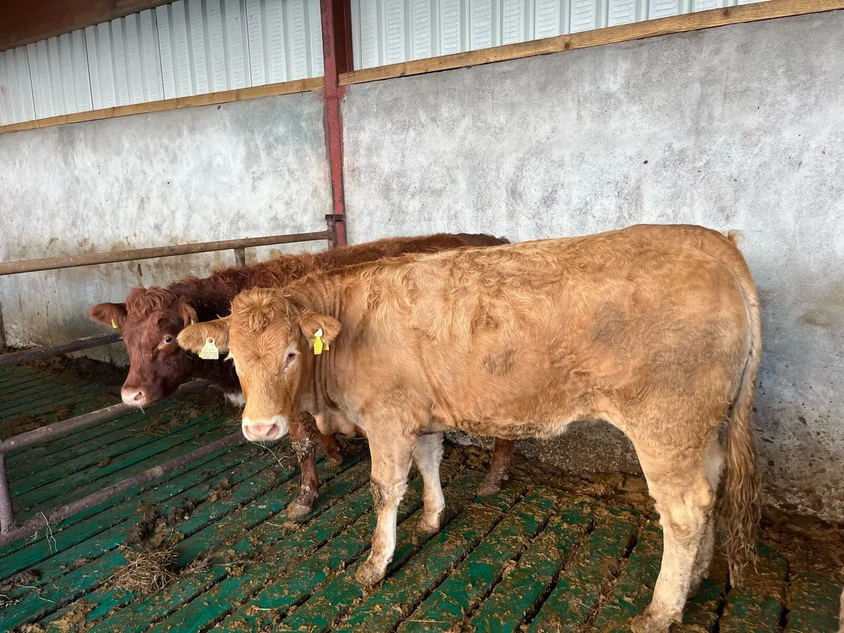 2 five star genotyped breeding heifers - Image 4