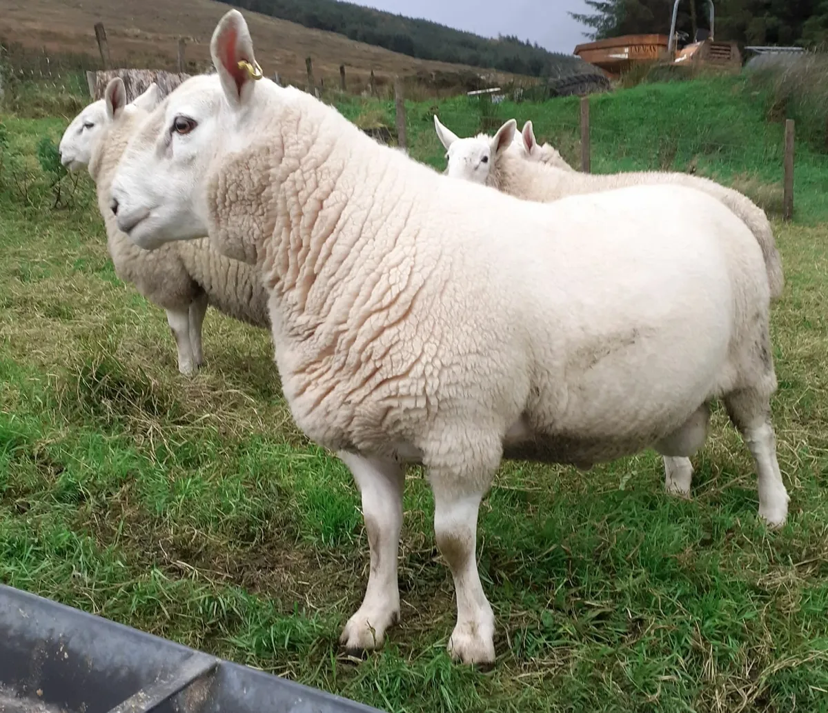 PBNR north country cheviot hoggett ram - Image 1