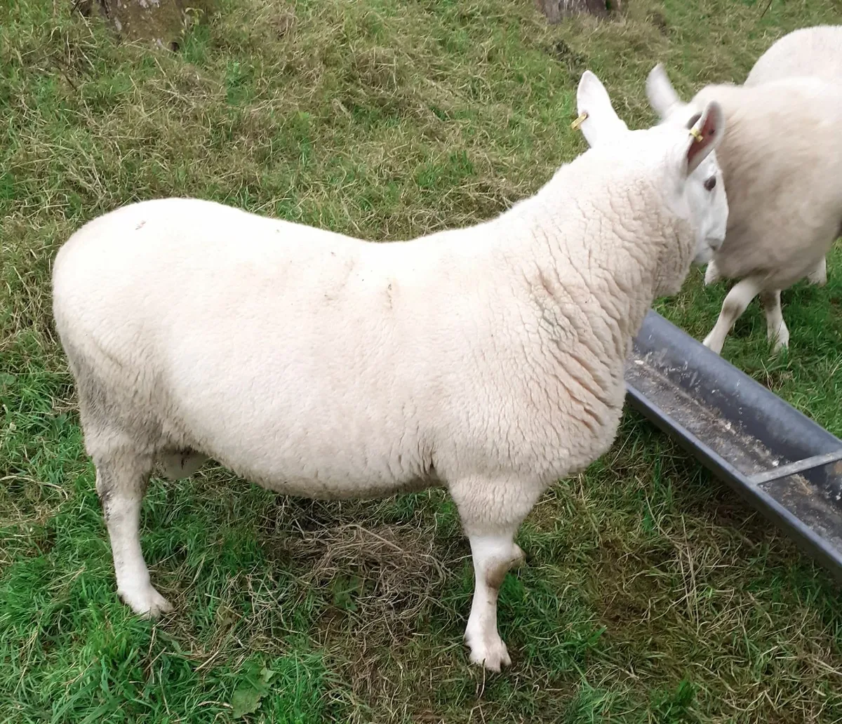 PBNR north country cheviot hoggett ram - Image 2