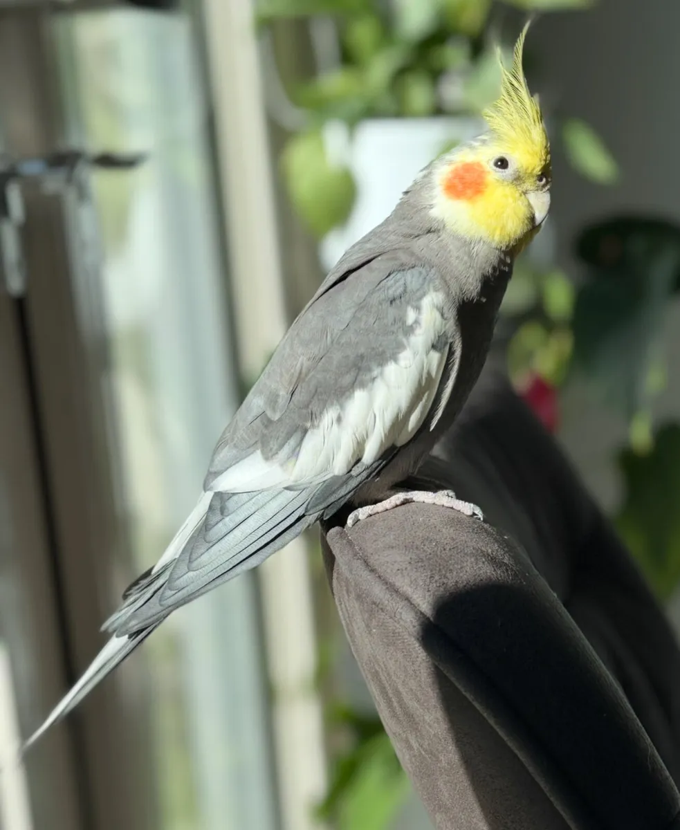 Cockatiel male - Image 1