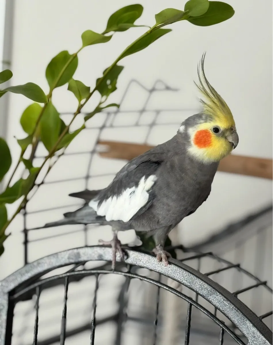 Cockatiel male - Image 2