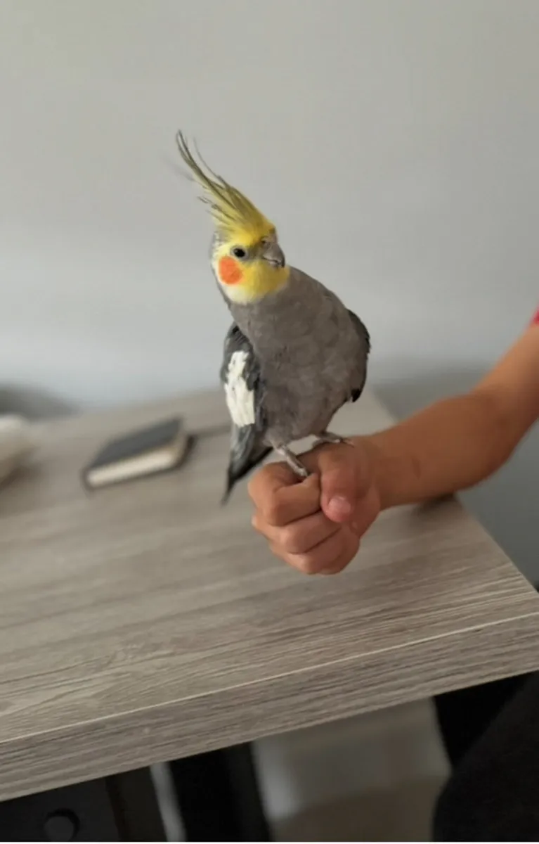 Cockatiel male - Image 3