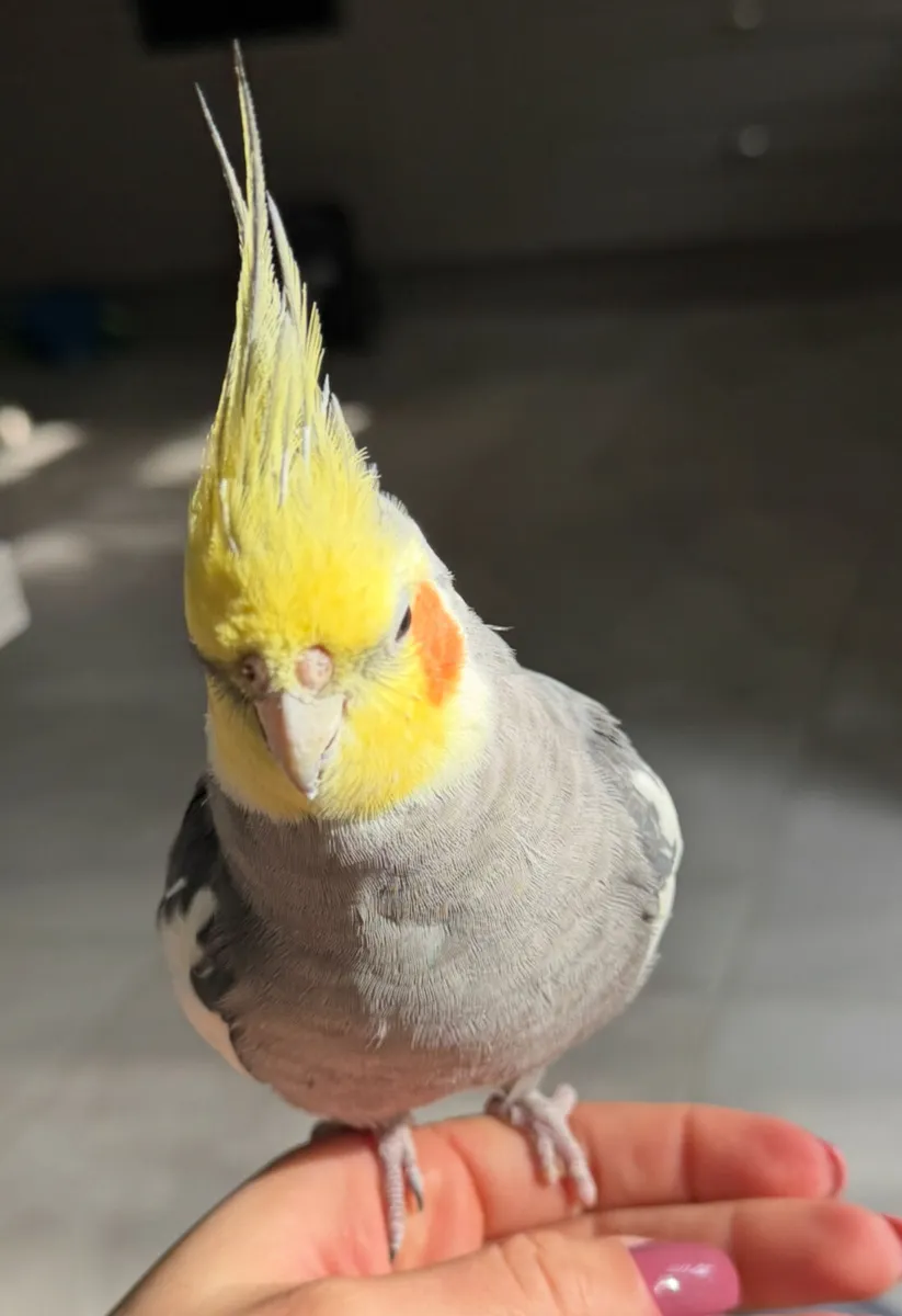 Cockatiel male - Image 4