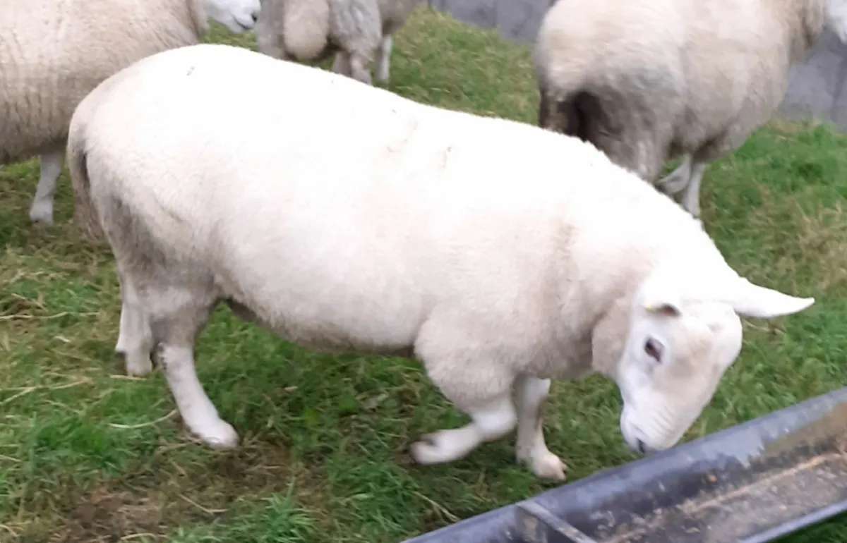 PBNR north country cheviot hoggett ram - Image 3
