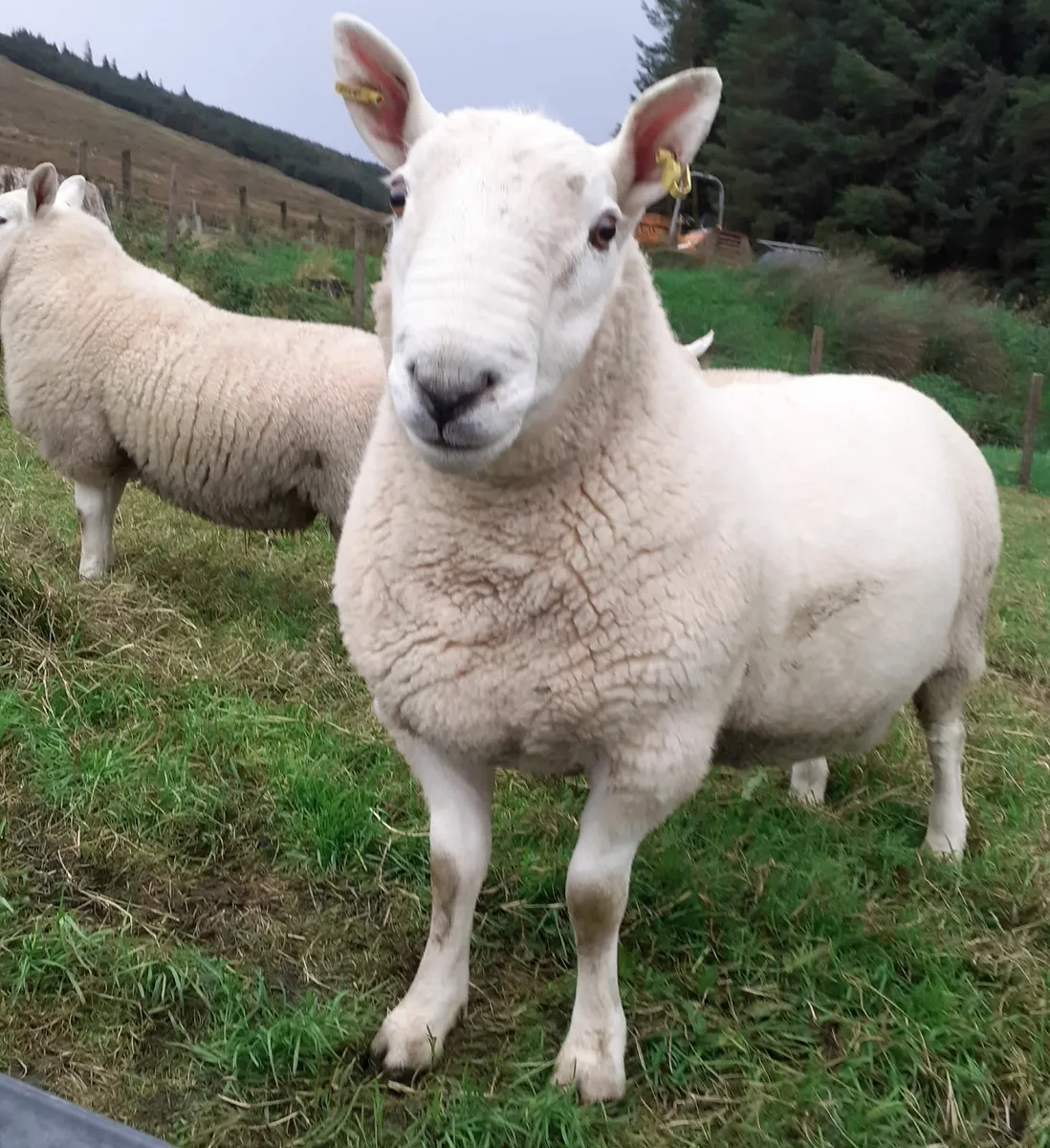 PBNR north country cheviot hoggett ram - Image 4