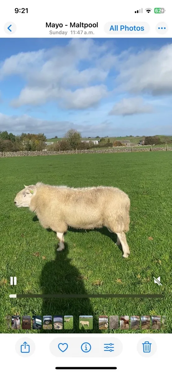 Super 3 year old Cheviot ram - Image 3