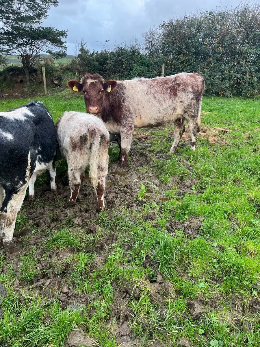 Shorthorn cow and heifer calf - Image 2