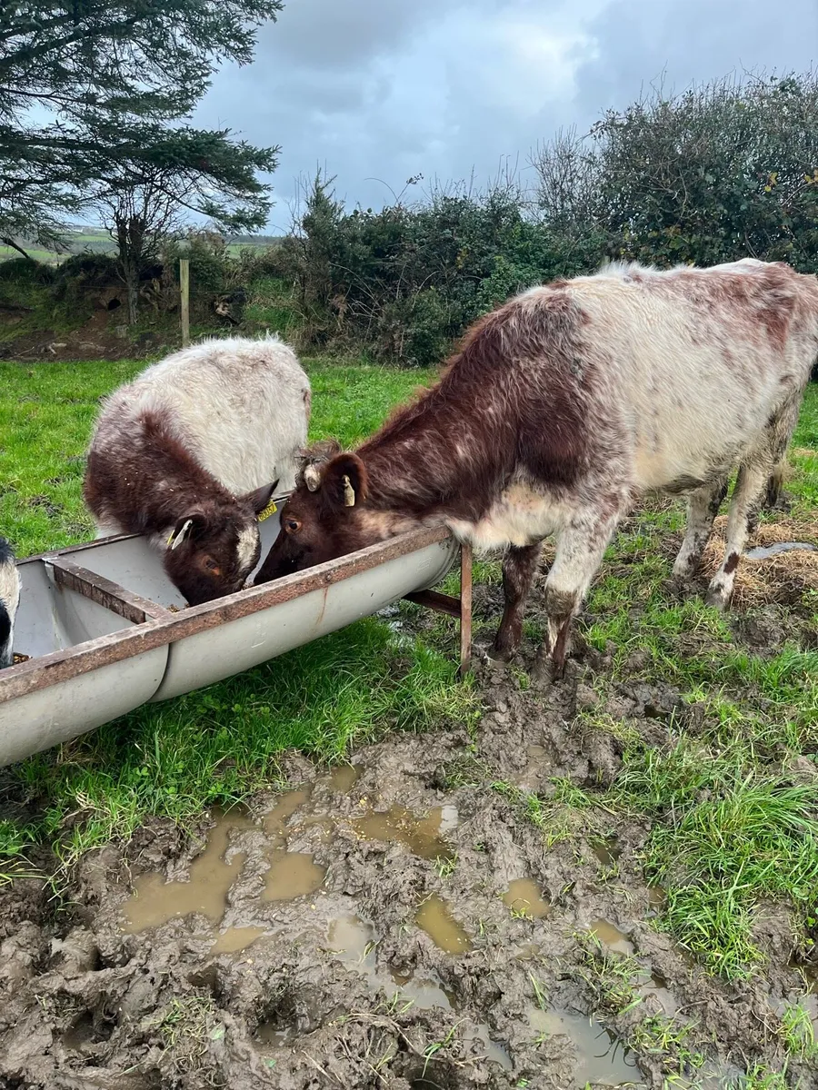 Shorthorn cow and heifer calf - Image 3