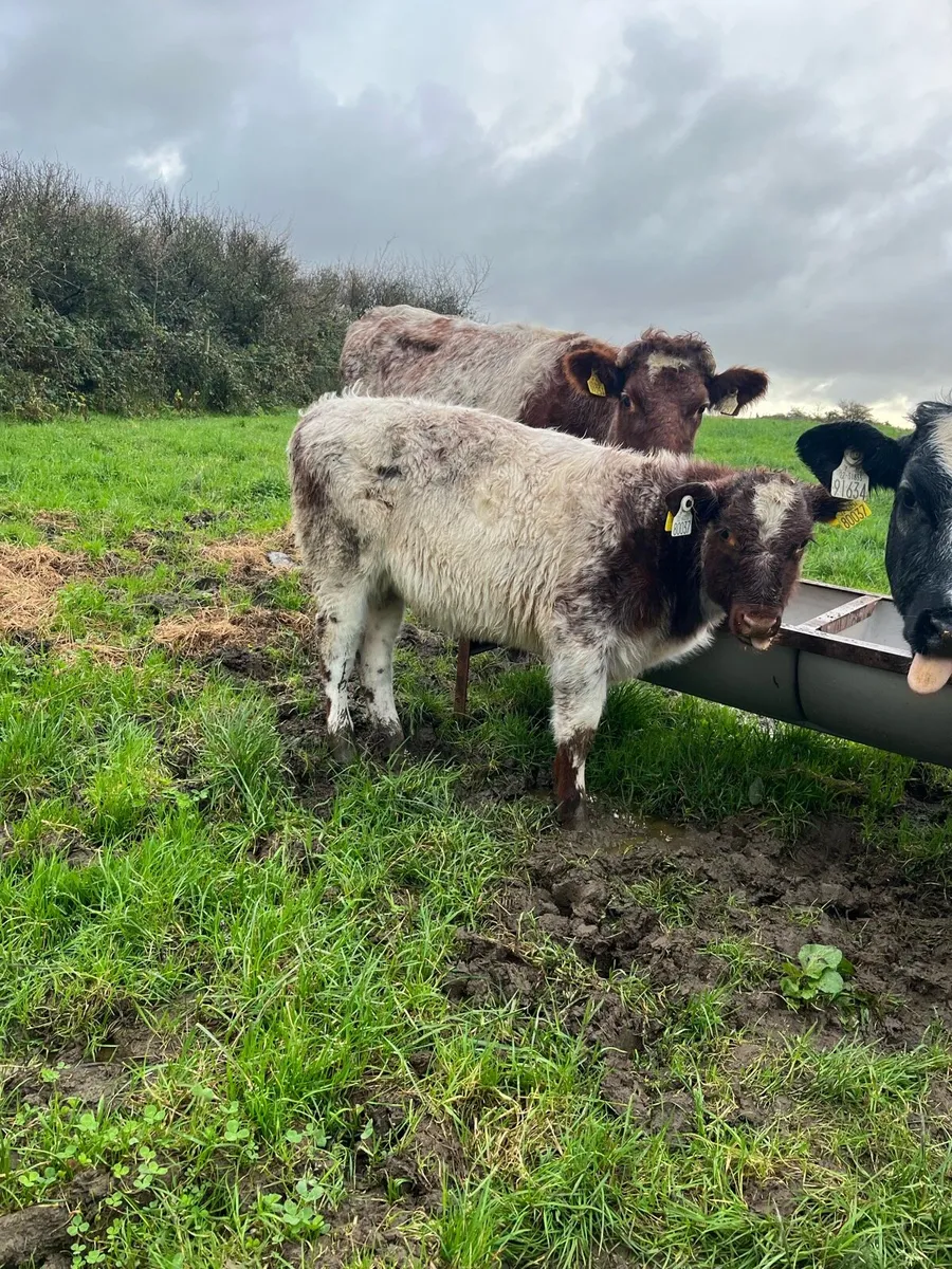 Shorthorn cow and heifer calf - Image 1