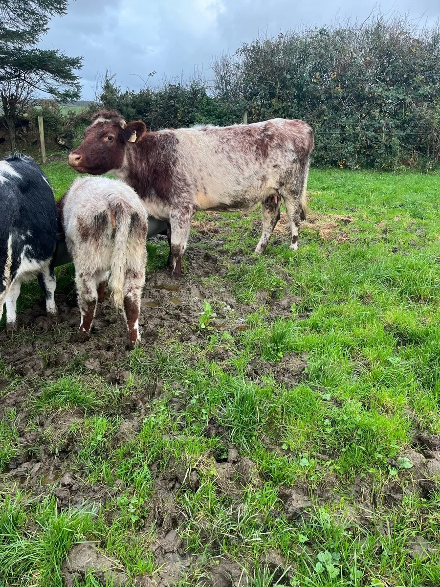 Shorthorn cow and heifer calf - Image 4