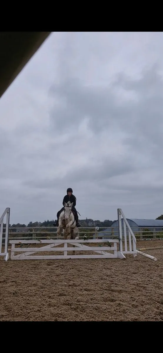 Pony - Image 4