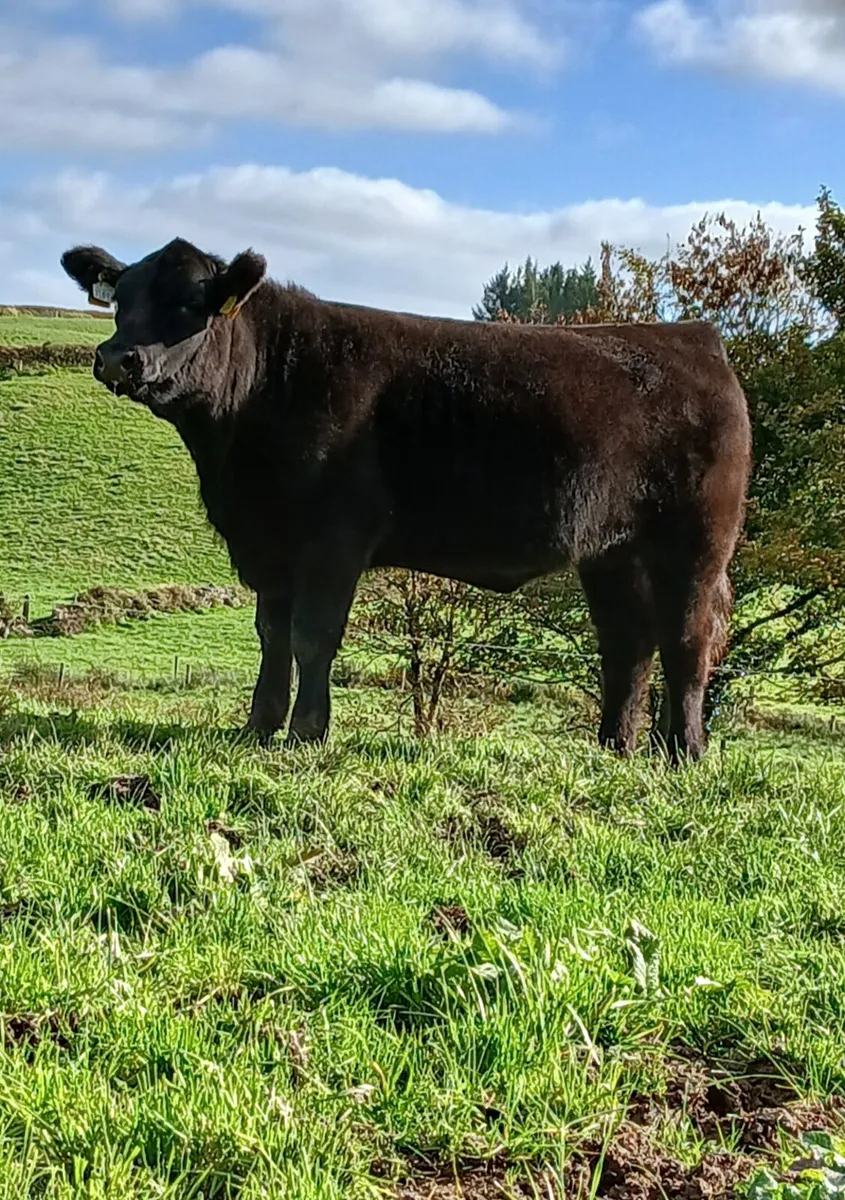 Pedigree Angus heifers - Image 1