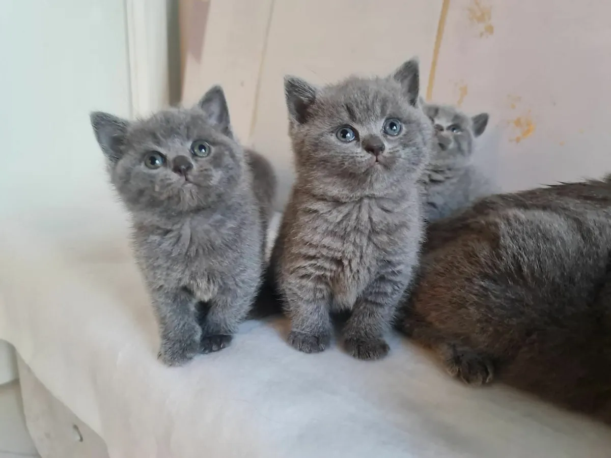 British shorthair kittens - Image 1