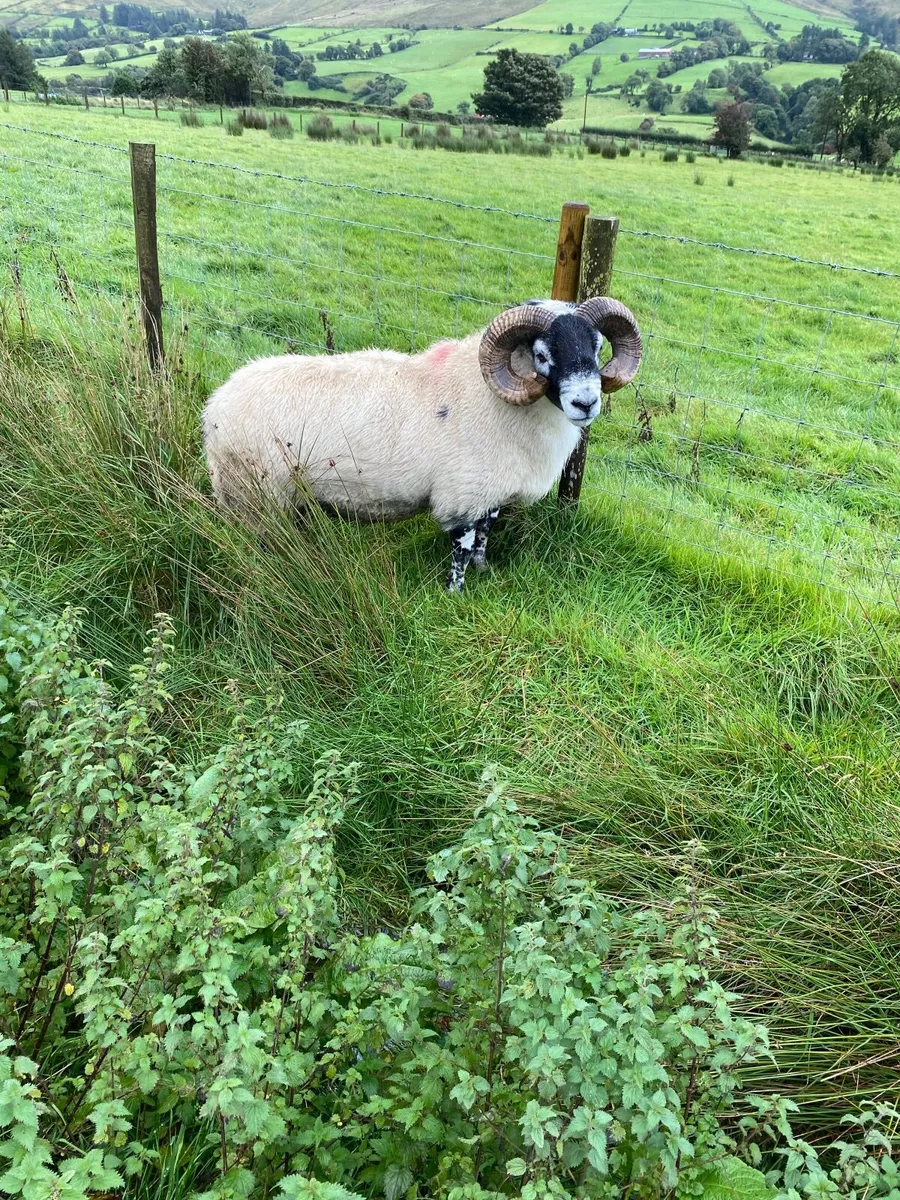 Lanark Ram