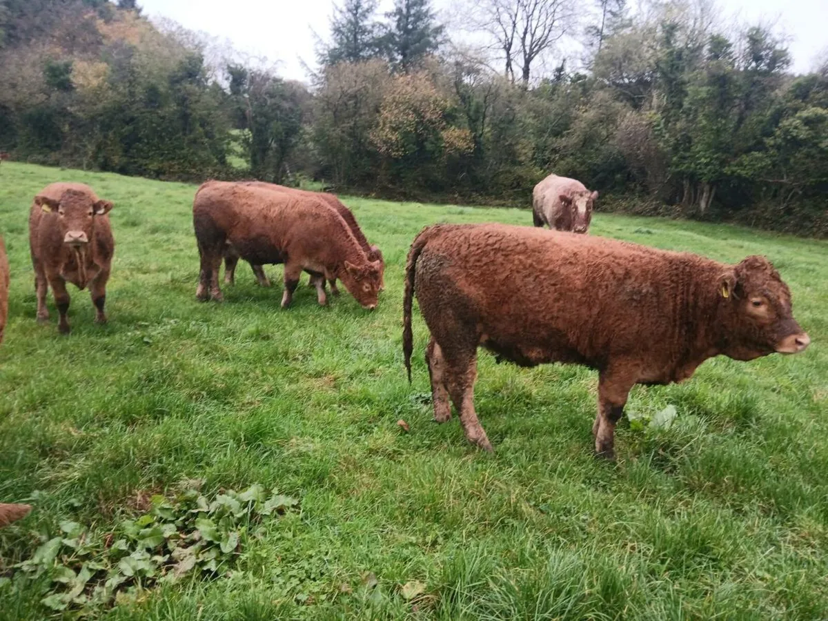 Weanling heifers - Image 4