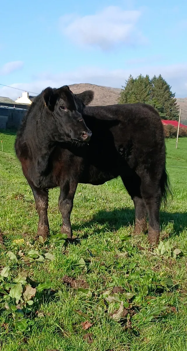 Pedigree Angus heifers - Image 2