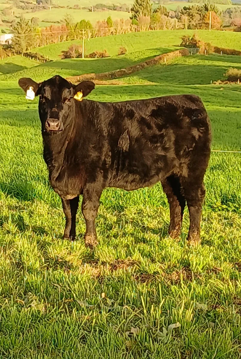 Pedigree Angus heifers - Image 3