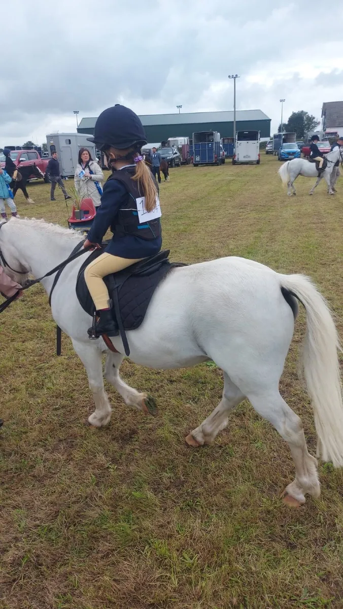Pony for loan - Image 2