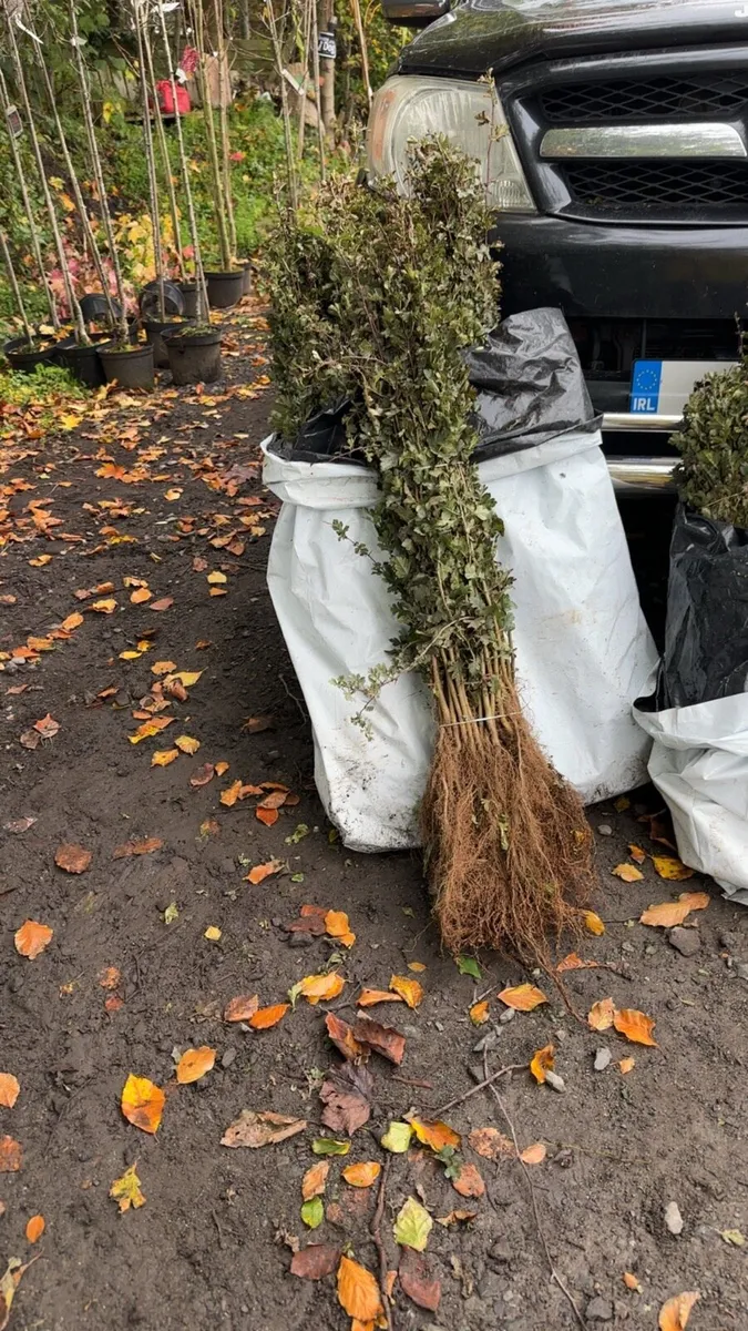 Whitethorn all sizes Irish grown free delivery - Image 2