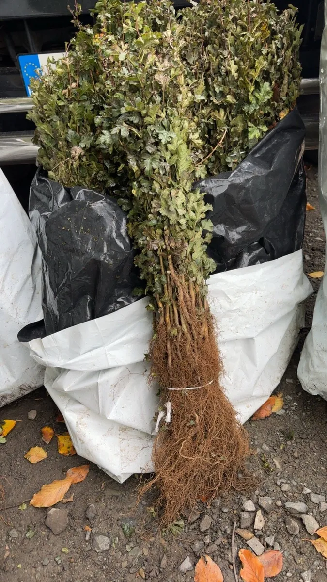 Whitethorn all sizes Irish grown free delivery - Image 3