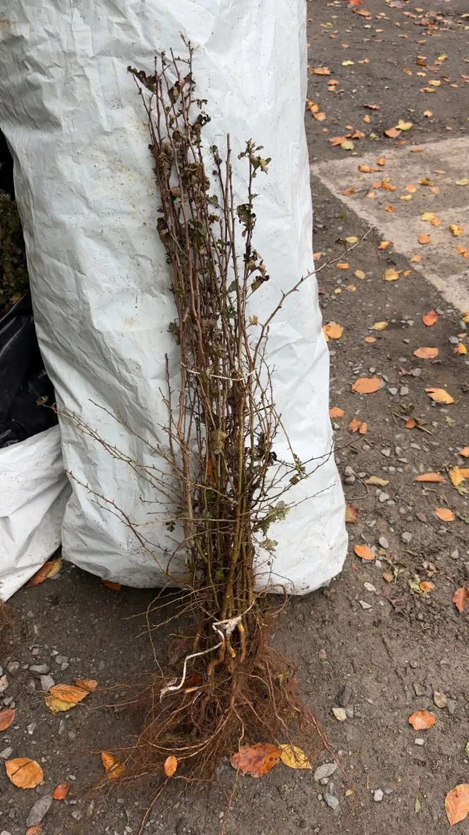 Whitethorn all sizes Irish grown free delivery - Image 4
