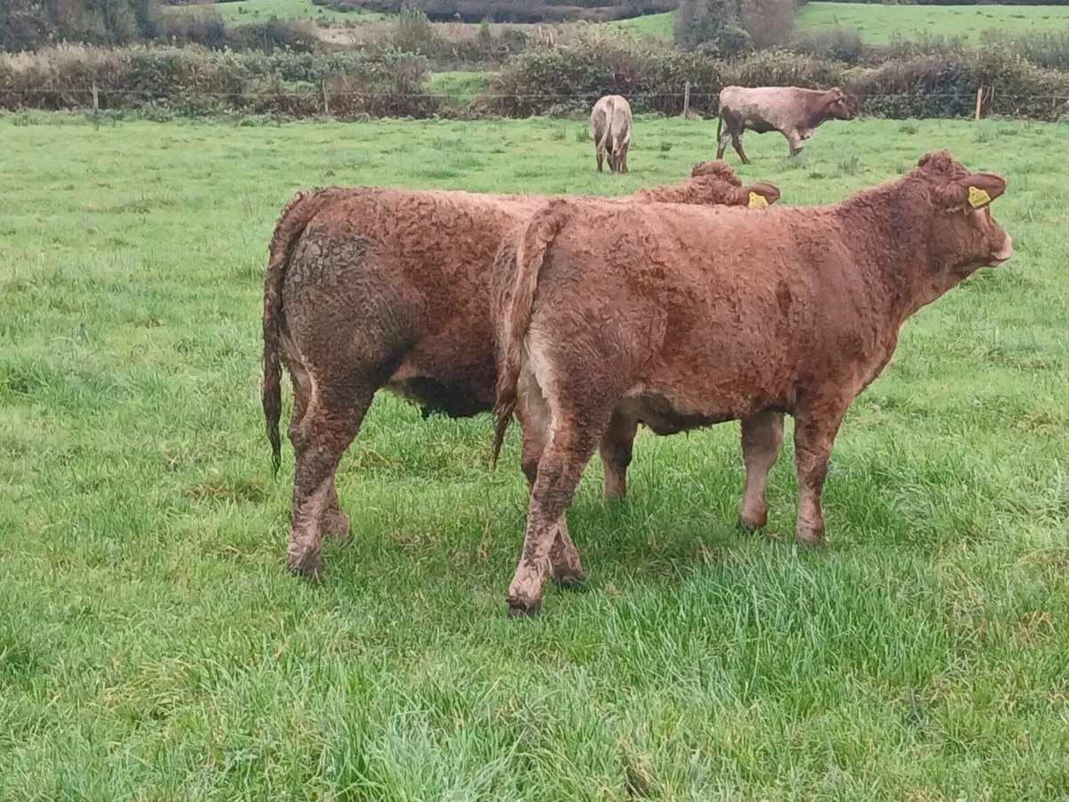 Weanling heifers - Image 1