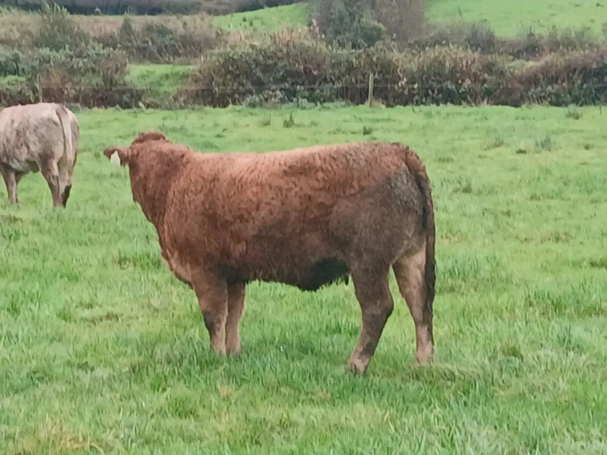 Weanling heifers - Image 2