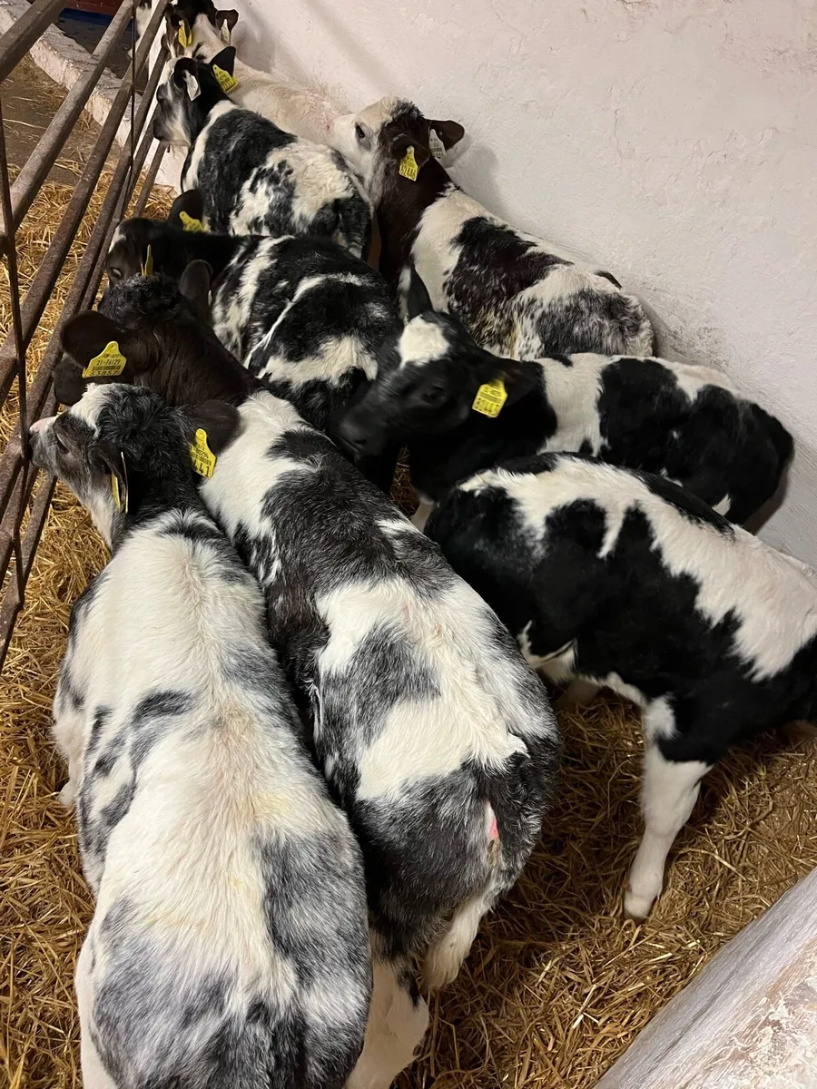 Super Blue Calves - Image 1