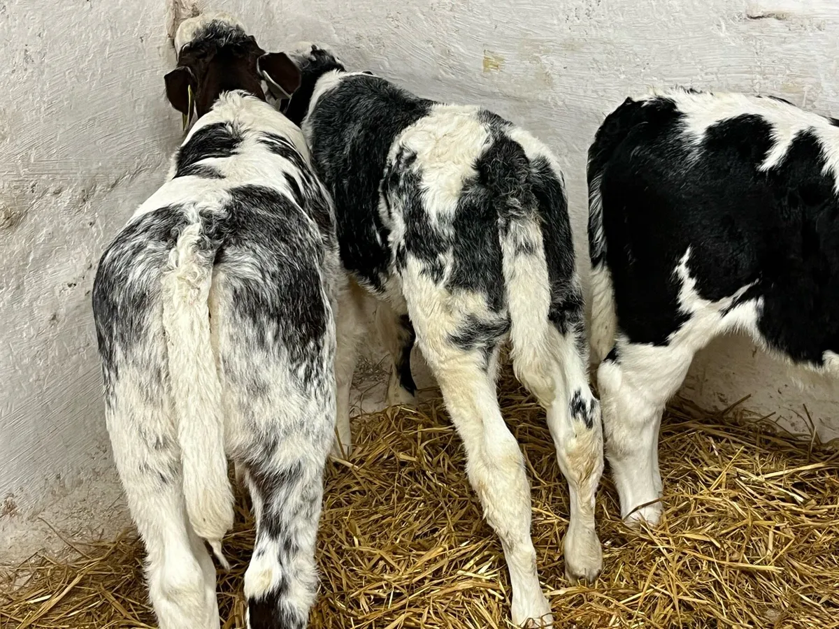 Super Blue Calves - Image 2