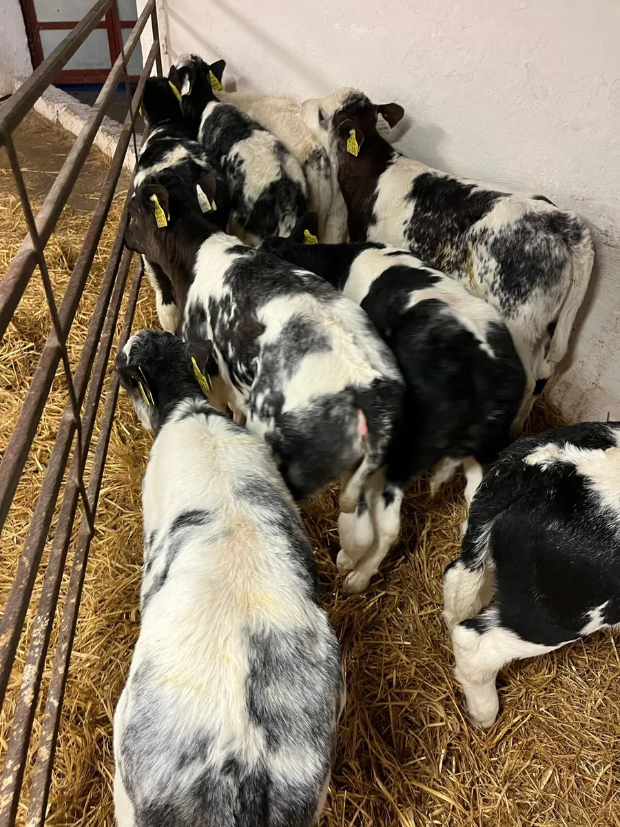 Super Blue Calves - Image 3