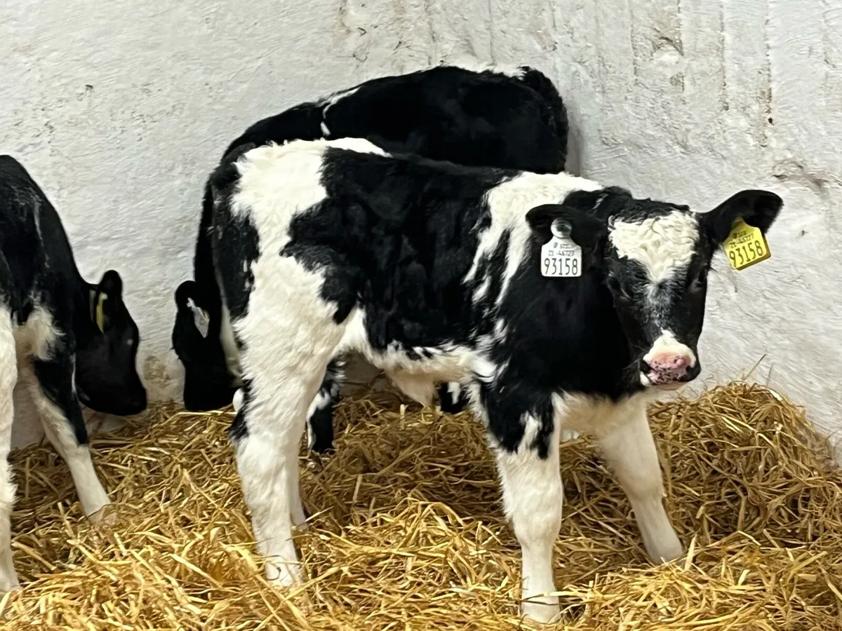 Super Blue Calves - Image 4